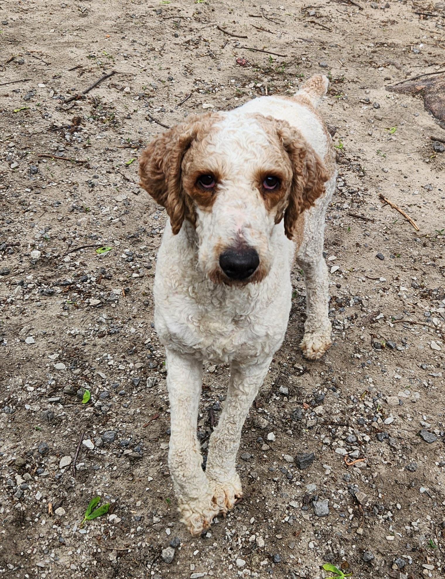 Enlarge Hank, a ADOPTABLE Standard Poodle in Liberty Center, OH image 4/6