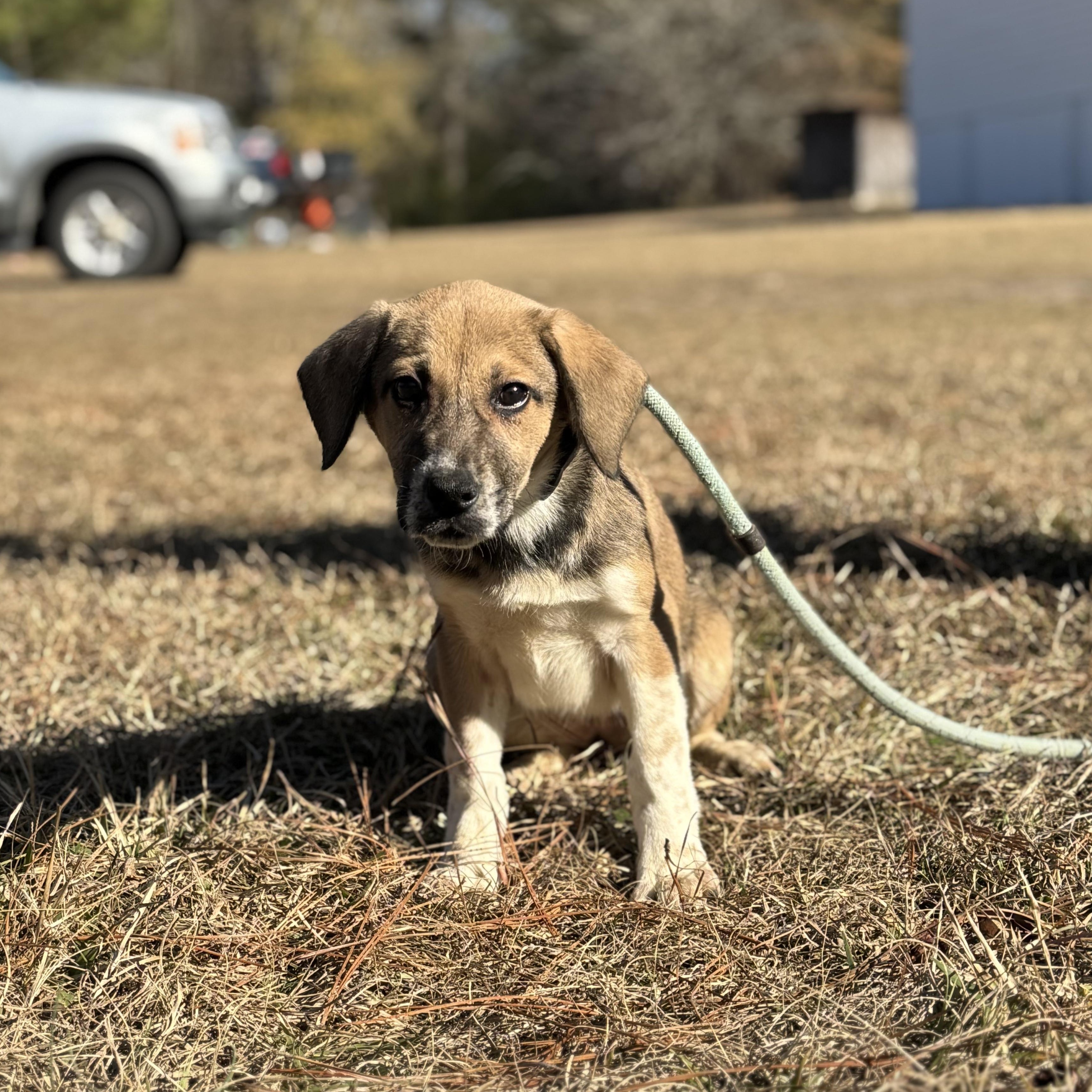 Socks, ADOPTABLE, Young Female Labrador Retriever & German Shepherd Dog.