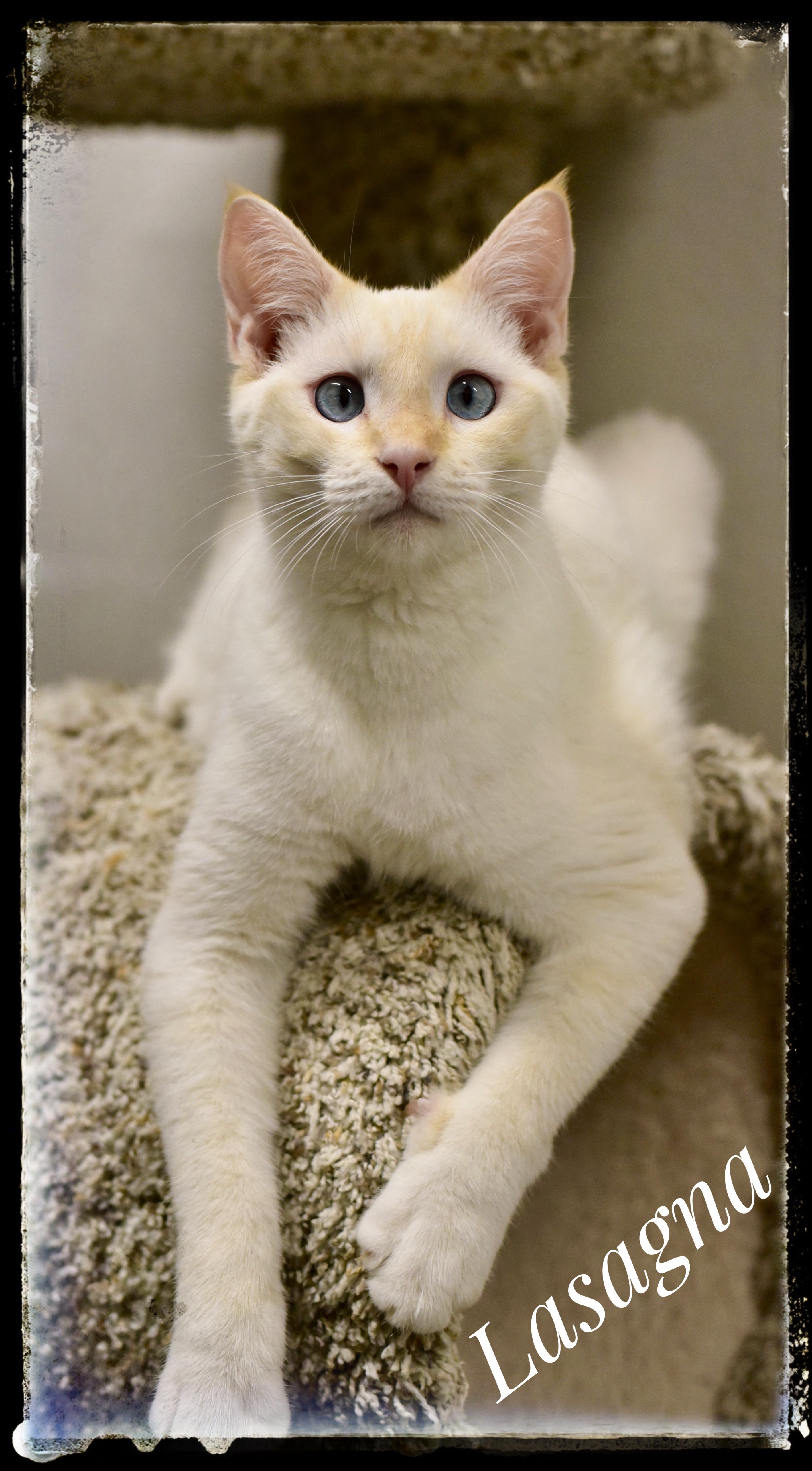 Lasagna, Adoptable, Young Male Siamese.