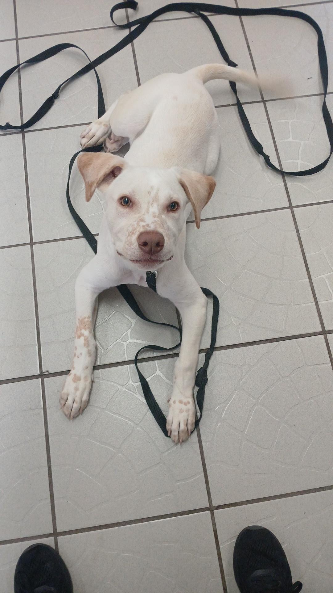 Peanut, a Adoptable mixed breed in rowland heights, CA image 4/4