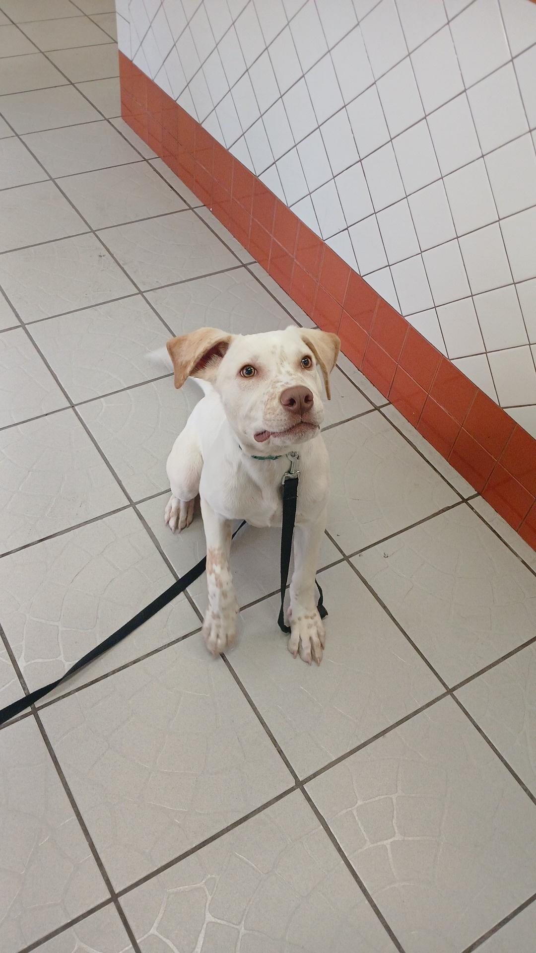 Peanut, a Adoptable mixed breed in rowland heights, CA image 3/4