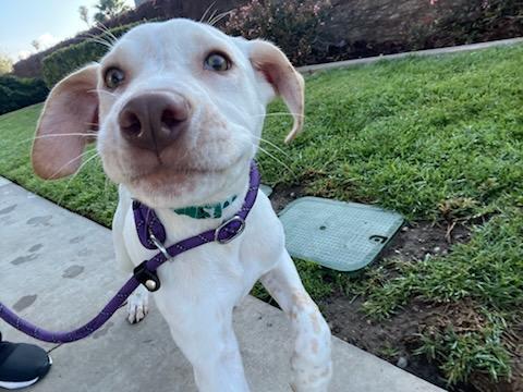 Peanut, a Adoptable mixed breed in rowland heights, CA image 2/4