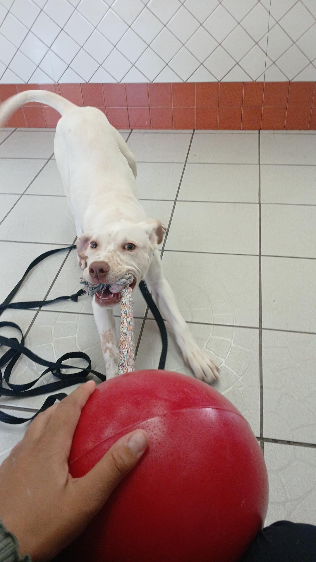 Peanut, Adoptable, Young Male Hound.