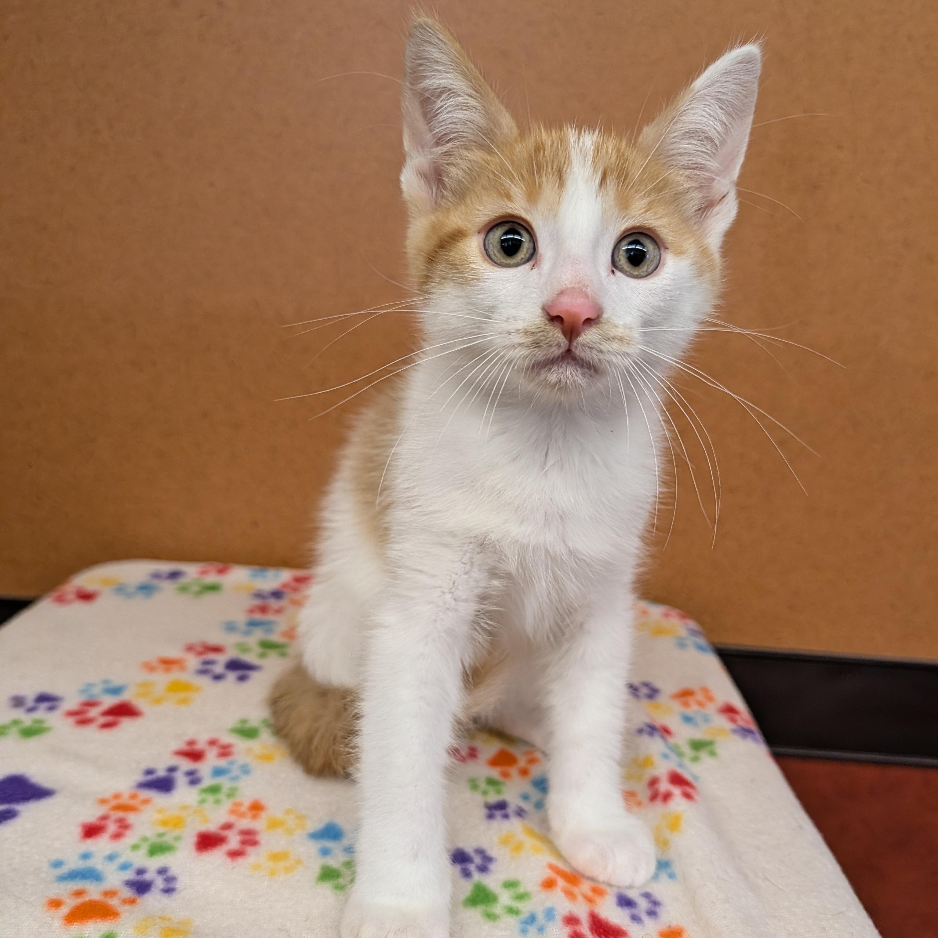 Avicii, Adopted, Kitten Male Domestic Short Hair.