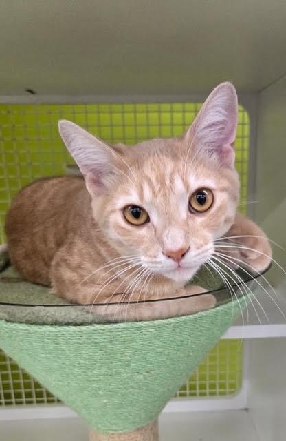 Dewey, Adoptable, Kitten Male Domestic Short Hair.