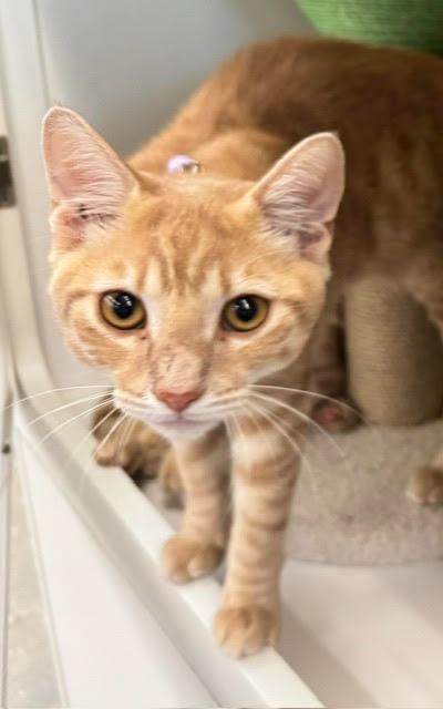 Enlarge Dewey, a Adoptable mixed breed in Fort Myers, FL image 1/1