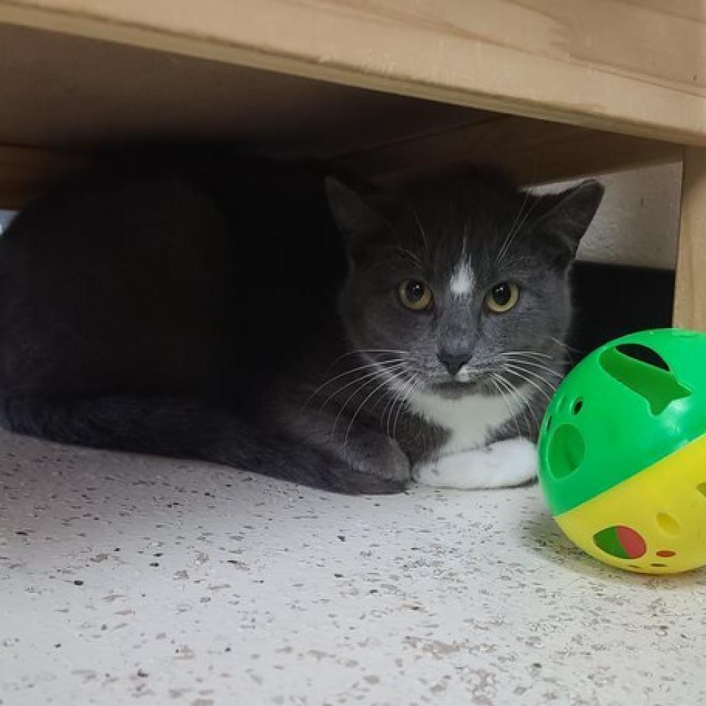 Diamond, Adoptable, Adult Female Domestic Short Hair.