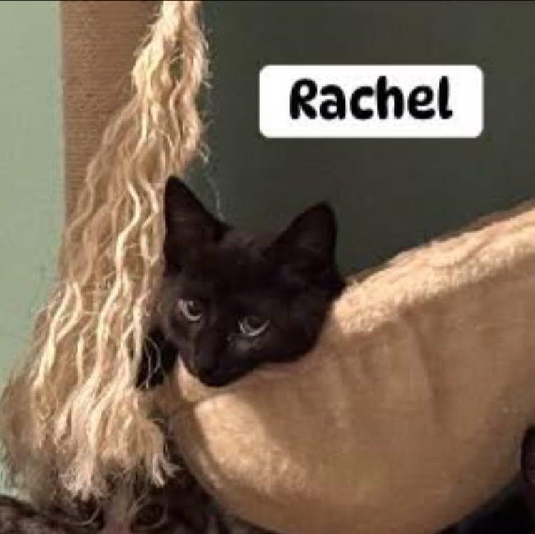 Enlarge Rachel, an adopted Domestic Short Hair in Turnersville, NJ image 1/1