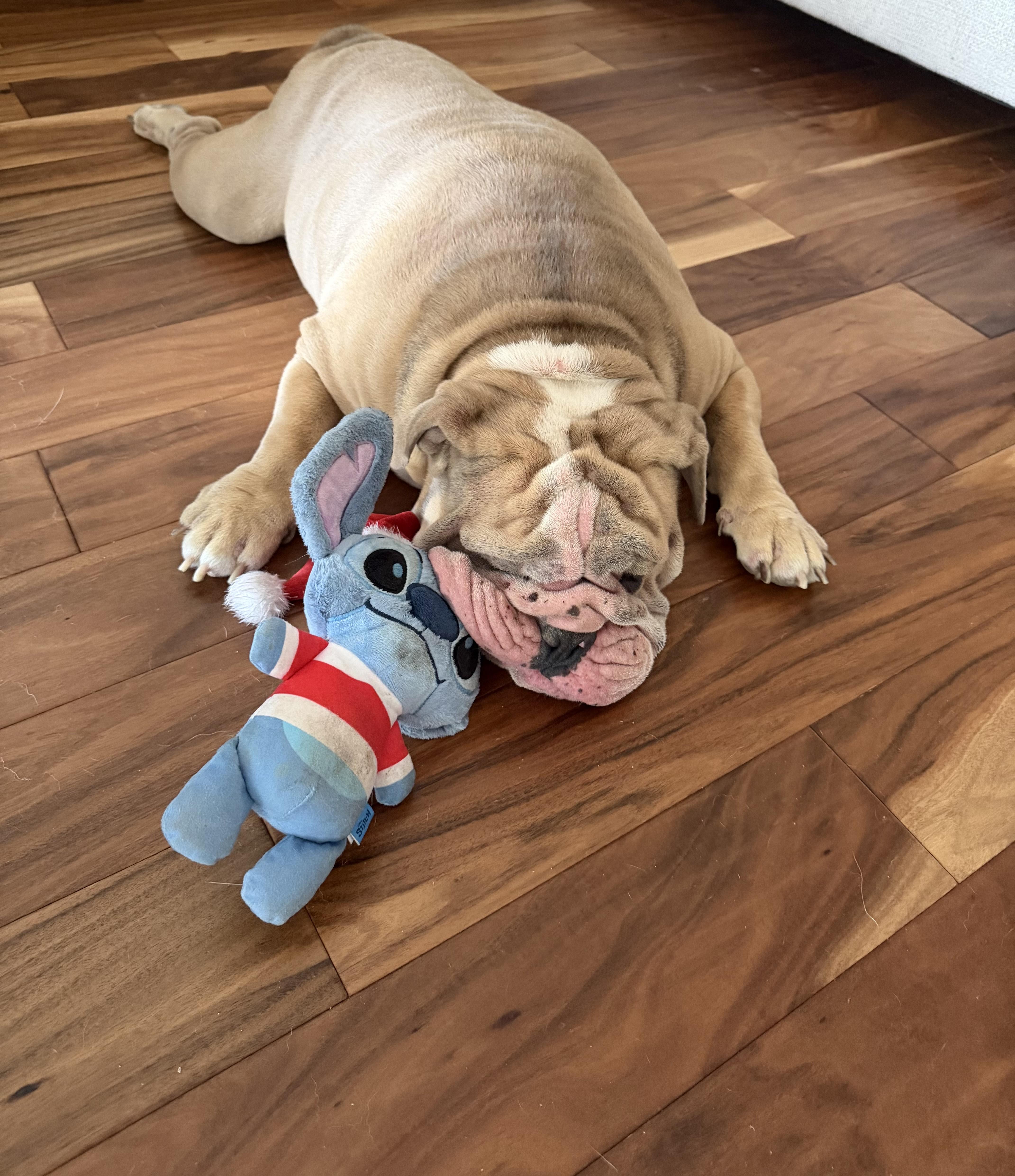 Enlarge ROCKY, an adopted English Bulldog in TAMPA, FL image 2/3