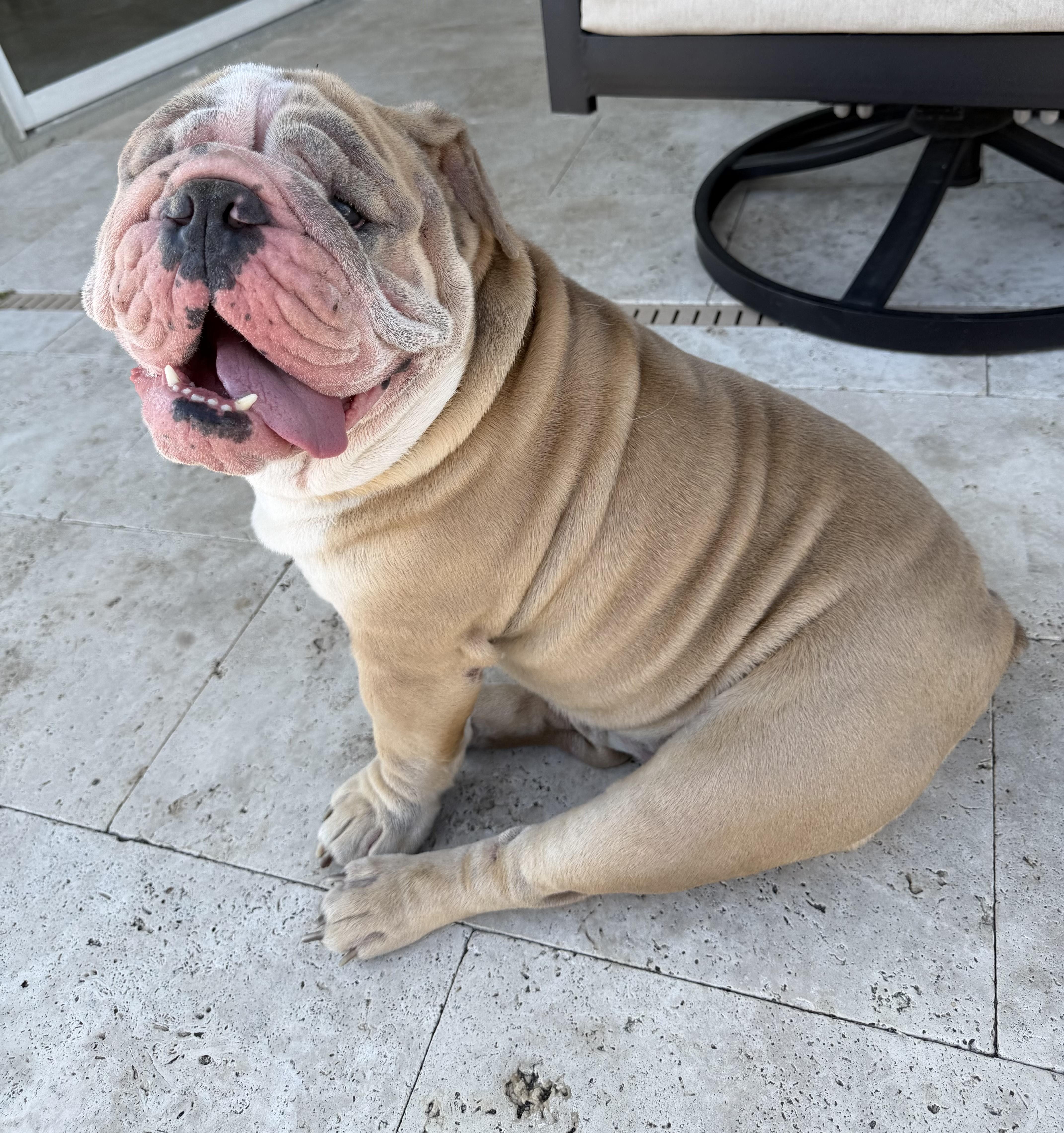 Enlarge ROCKY, an adopted English Bulldog in TAMPA, FL image 3/3