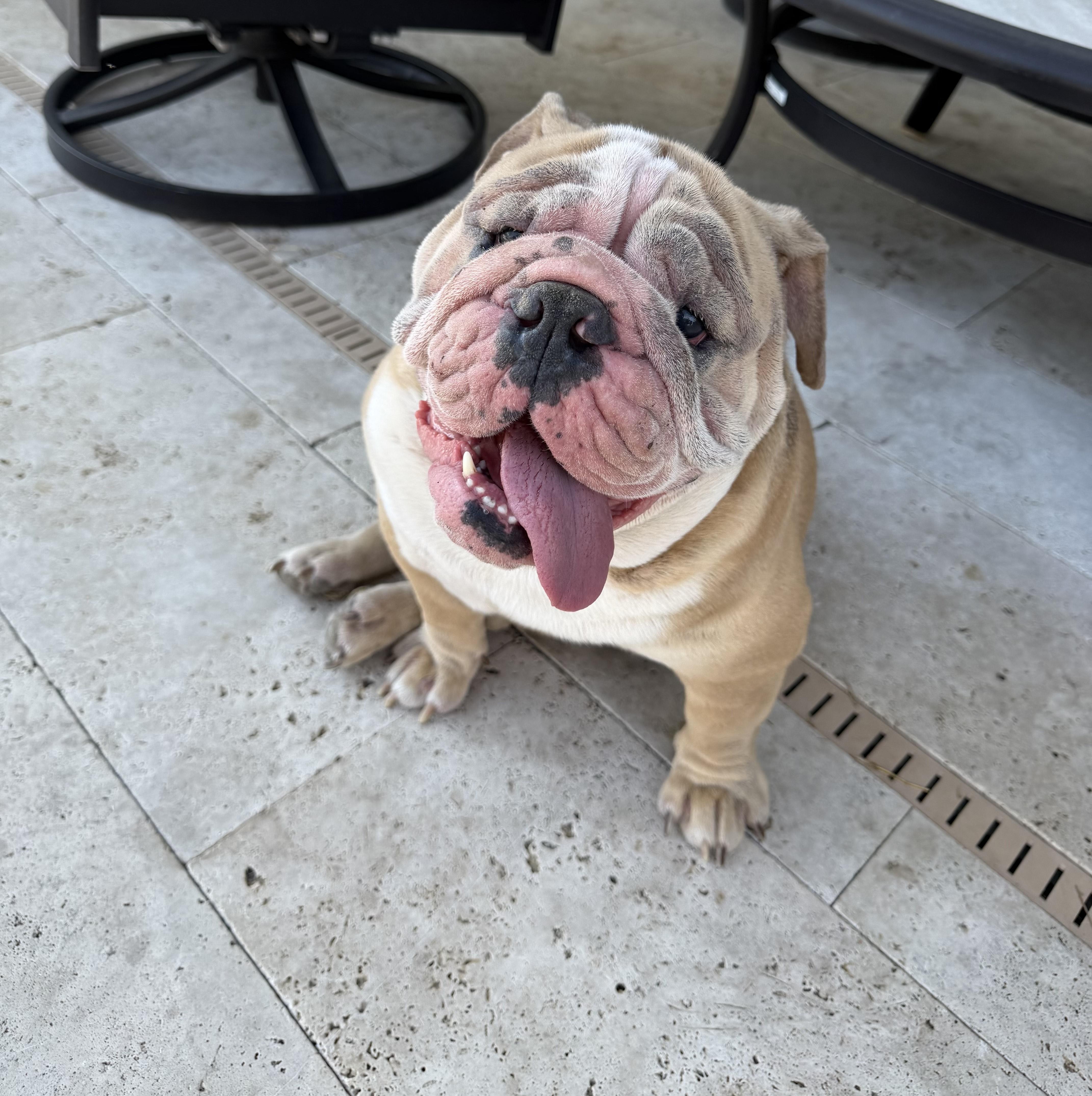ROCKY, adopted, Adult Male English Bulldog.