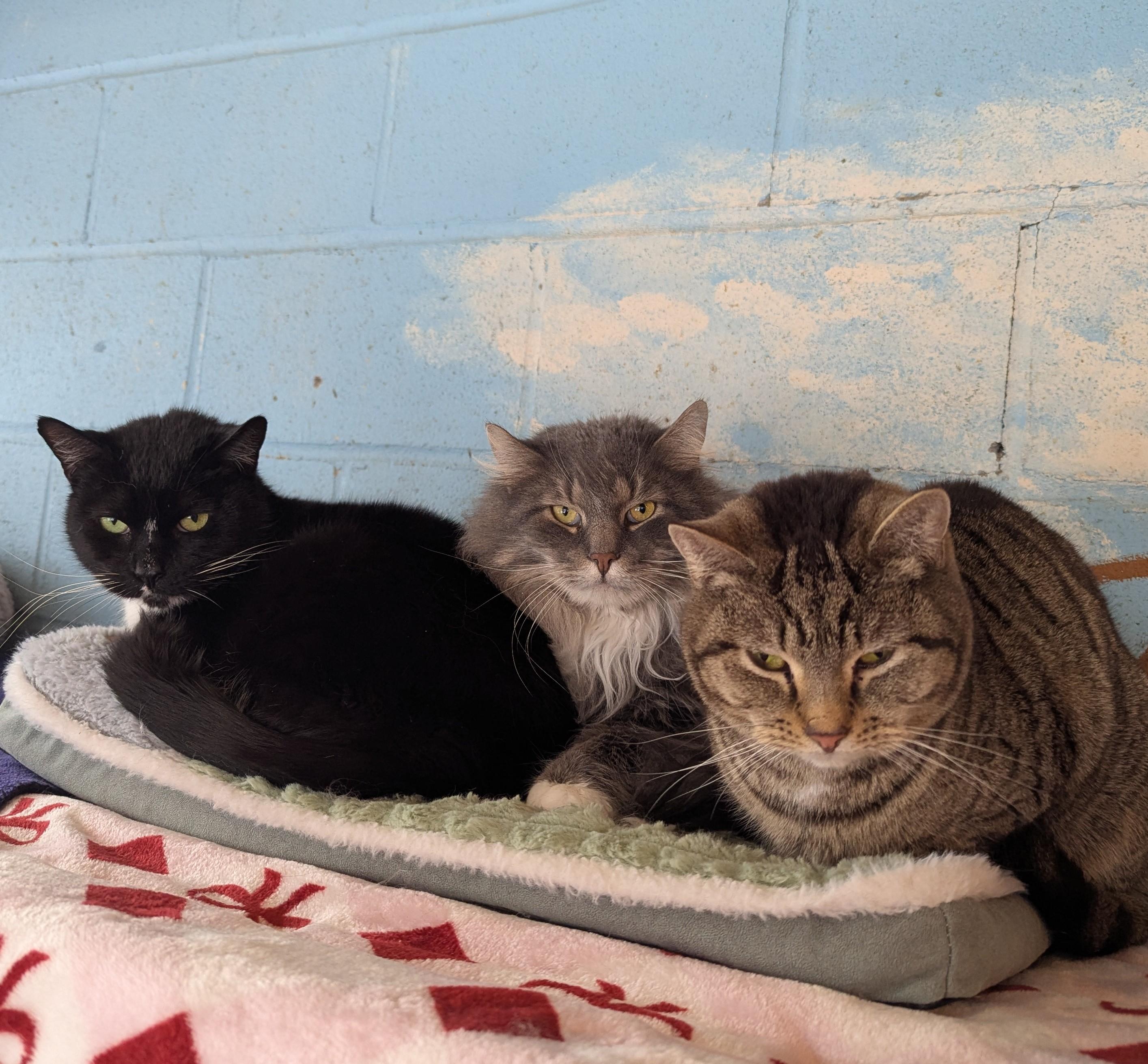 Enlarge Gizmo, a Adopted mixed breed in New Windsor, NY image 3/3