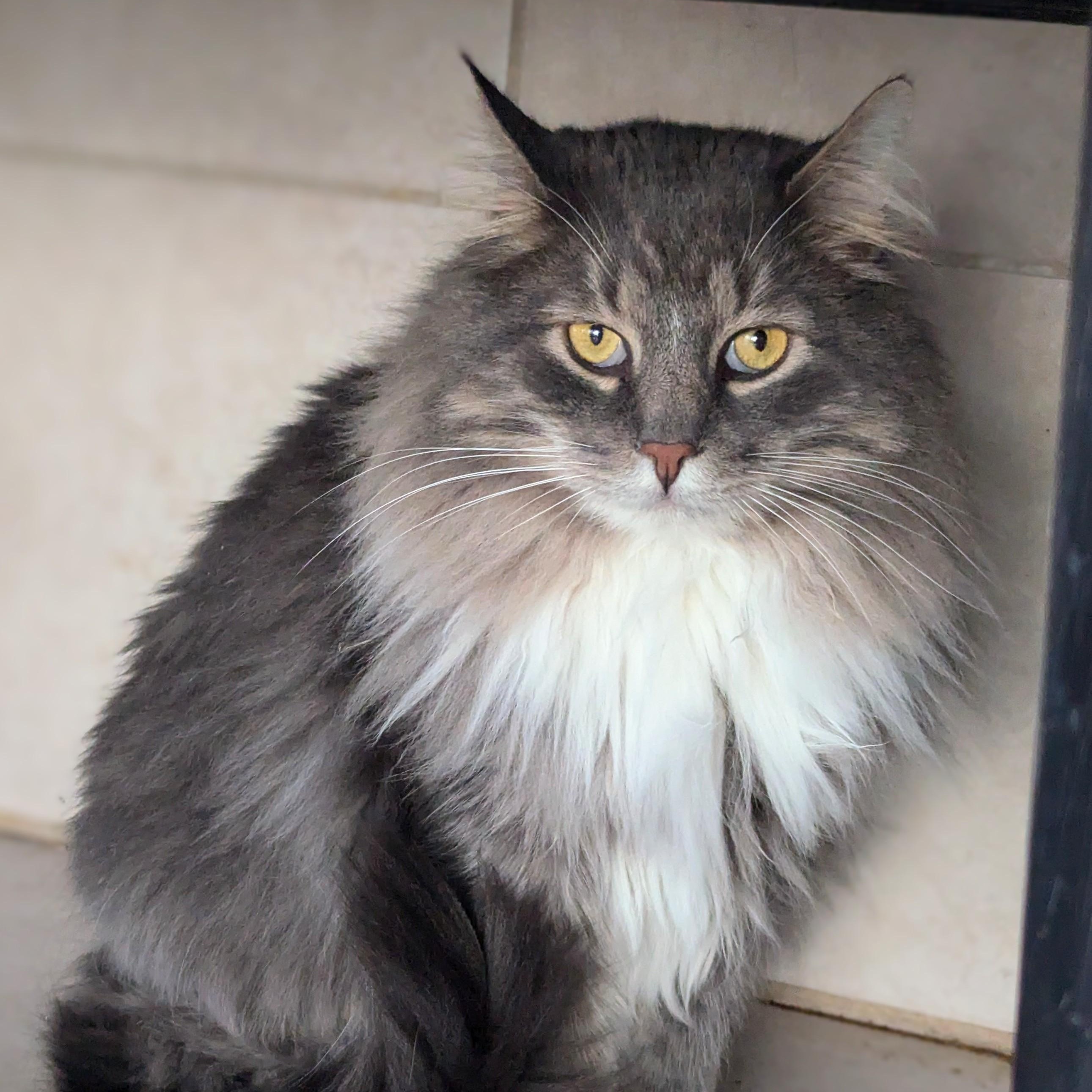 Gizmo, Adopted, Adult Male Domestic Long Hair.