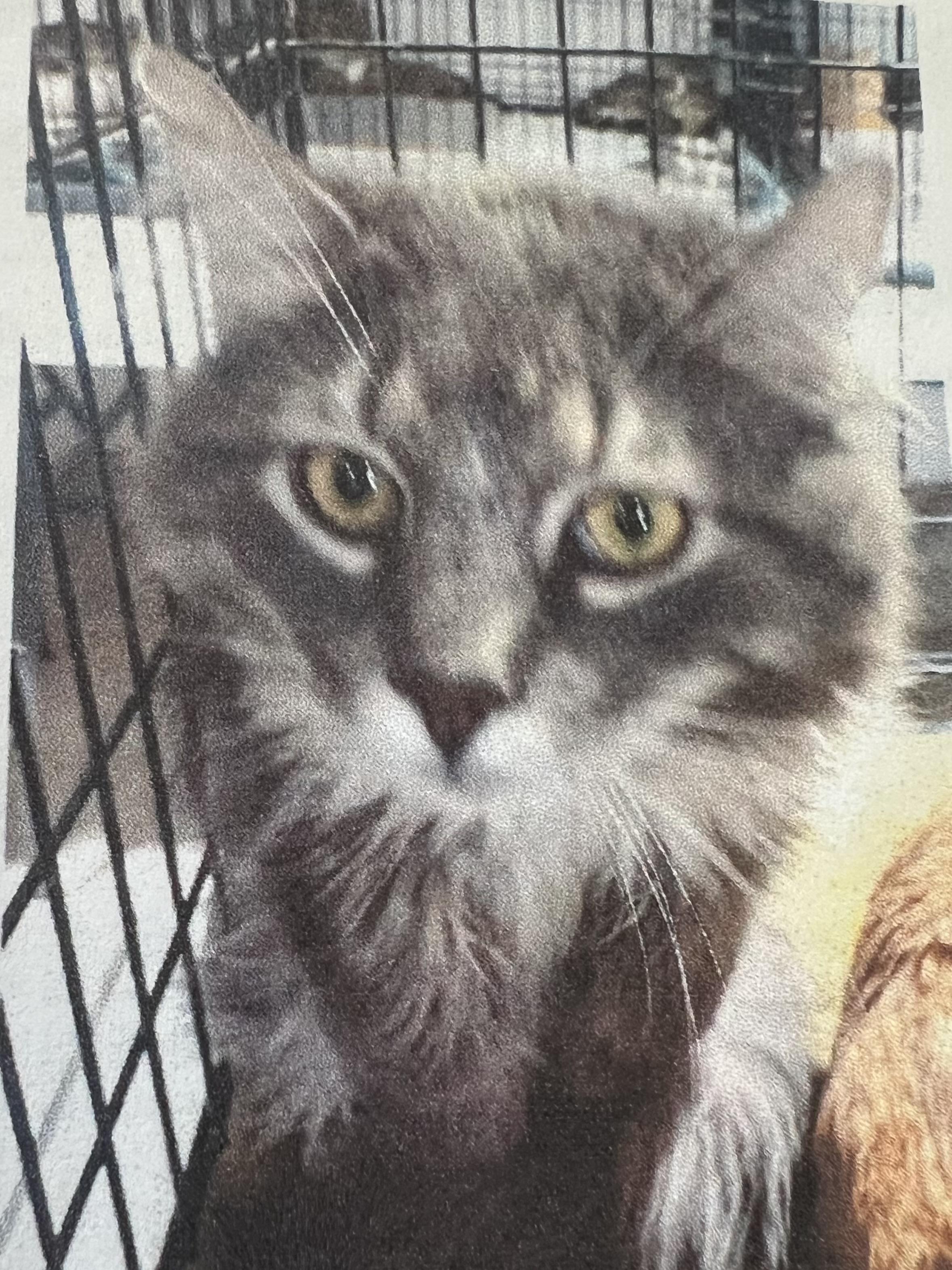 Enlarge Gizmo, a Adopted mixed breed in New Windsor, NY image 2/3