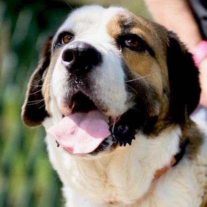 Fresca, Adoptable, Adult Female Saint Bernard.