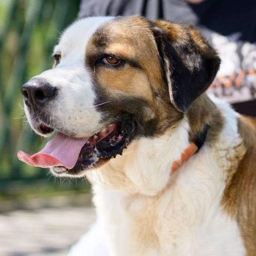 Enlarge Fresca, a Adoptable Saint Bernard in Mooresville, IN image 2/6