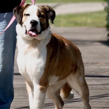 Enlarge Fresca, a Adoptable Saint Bernard in Mooresville, IN image 3/6