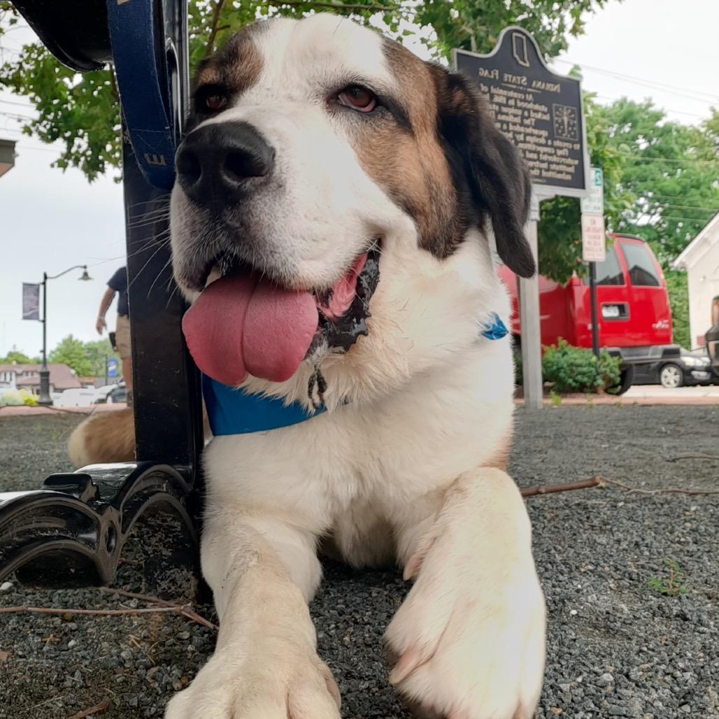 Fresca, a Adoptable Saint Bernard in Mooresville, IN image 4/6