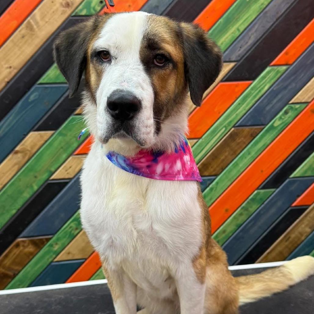 Enlarge Fresca, a Adoptable Saint Bernard in Mooresville, IN image 4/6