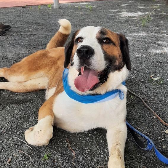 Fresca, a Adoptable Saint Bernard in Mooresville, IN image 3/6