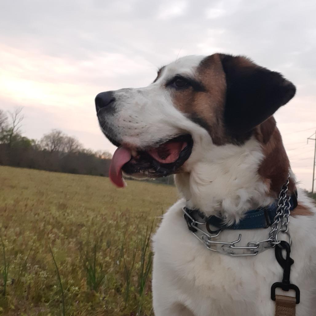 Fresca, a Adoptable Saint Bernard in Mooresville, IN image 4/5