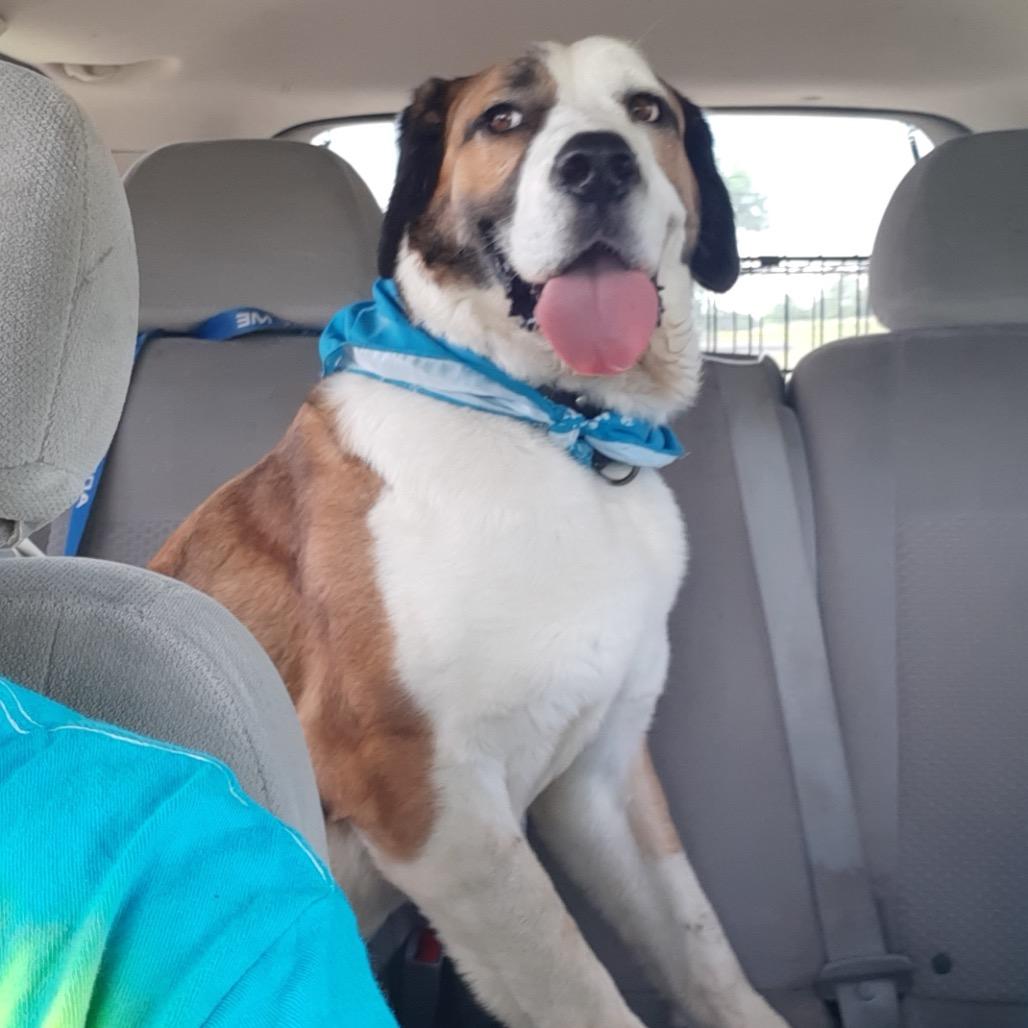 Fresca, a Adoptable Saint Bernard in Mooresville, IN image 5/6