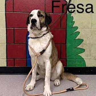 Fresca, a Adoptable Saint Bernard in Mooresville, IN image 5/6