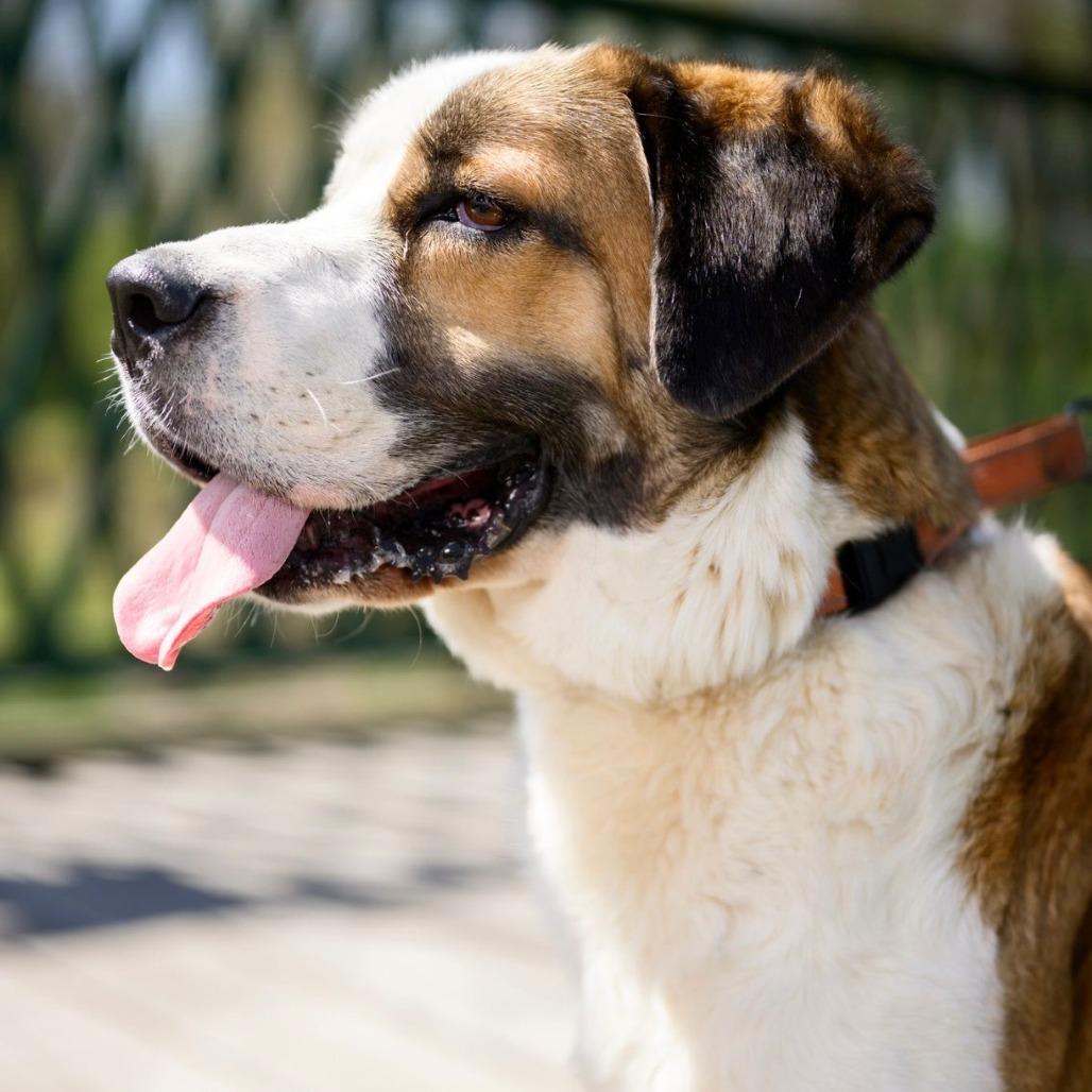 Enlarge Fresca, a Adoptable Saint Bernard in Mooresville, IN image 5/6