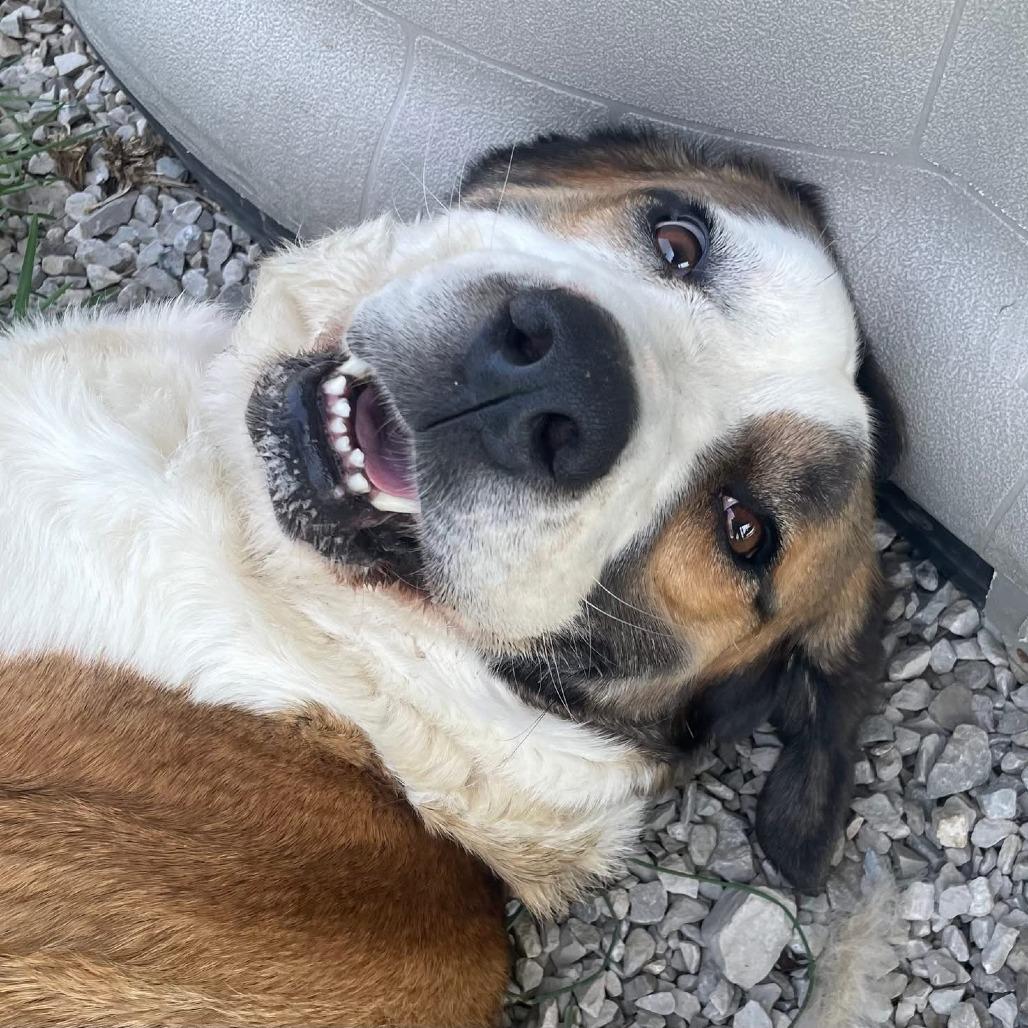 Enlarge Fresca, a Adoptable Saint Bernard in Mooresville, IN image 6/6