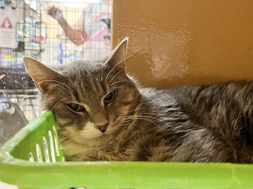 Olive, Adoptable, Adult Female Domestic Short Hair.