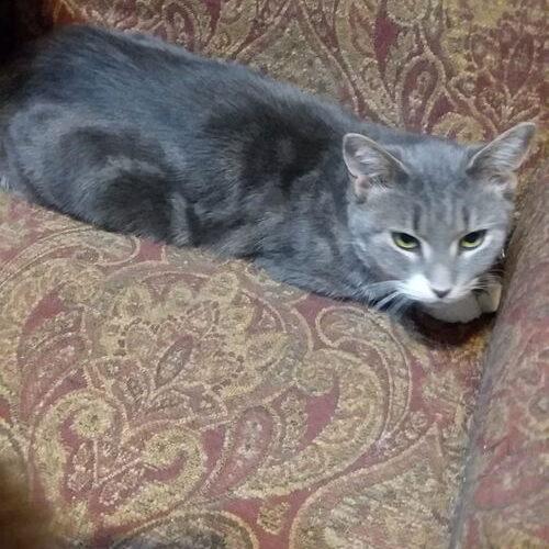 Olive, Adoptable, Adult Female Domestic Short Hair.