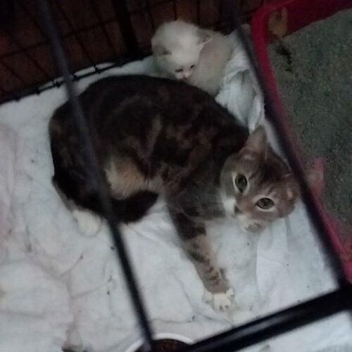 Olive, a Adoptable Domestic Short Hair in Canal Winchester, OH image 3/3