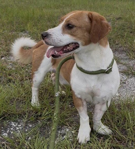 Little Man, Adoptable, Adult Male Rat Terrier & Dachshund.