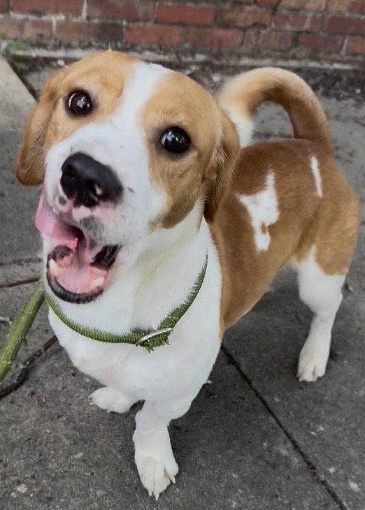 Enlarge Little Man, a Adoptable mixed breed in Sanford, FL image 3/3