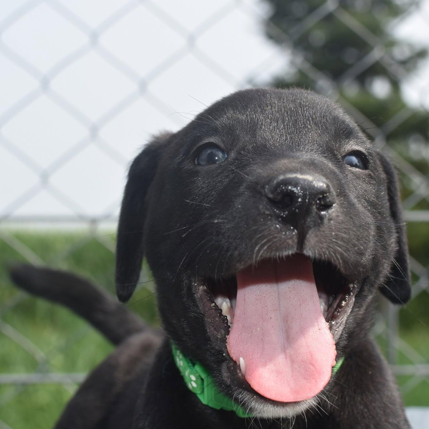 Michael, adopted, Puppy Male Boxer & Labrador Retriever.