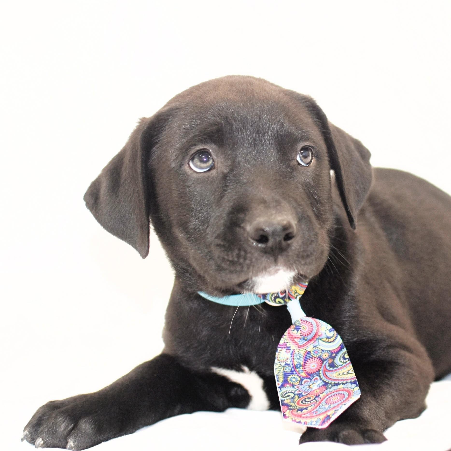 Enlarge Michael, an adopted mixed breed in Monon, IN image 2/2