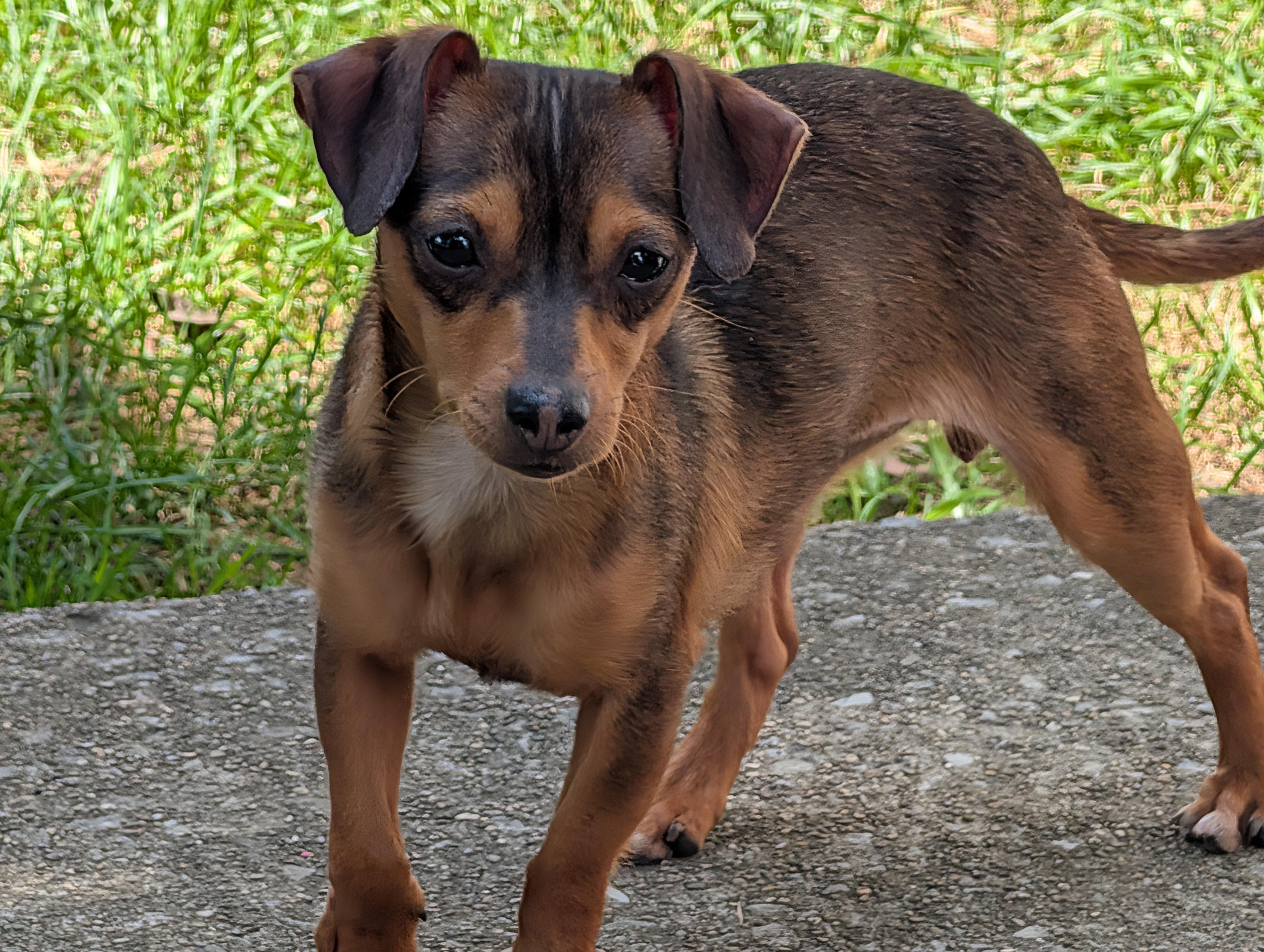 Penny, a Adopted Chihuahua in Richmond, KY image 1/5