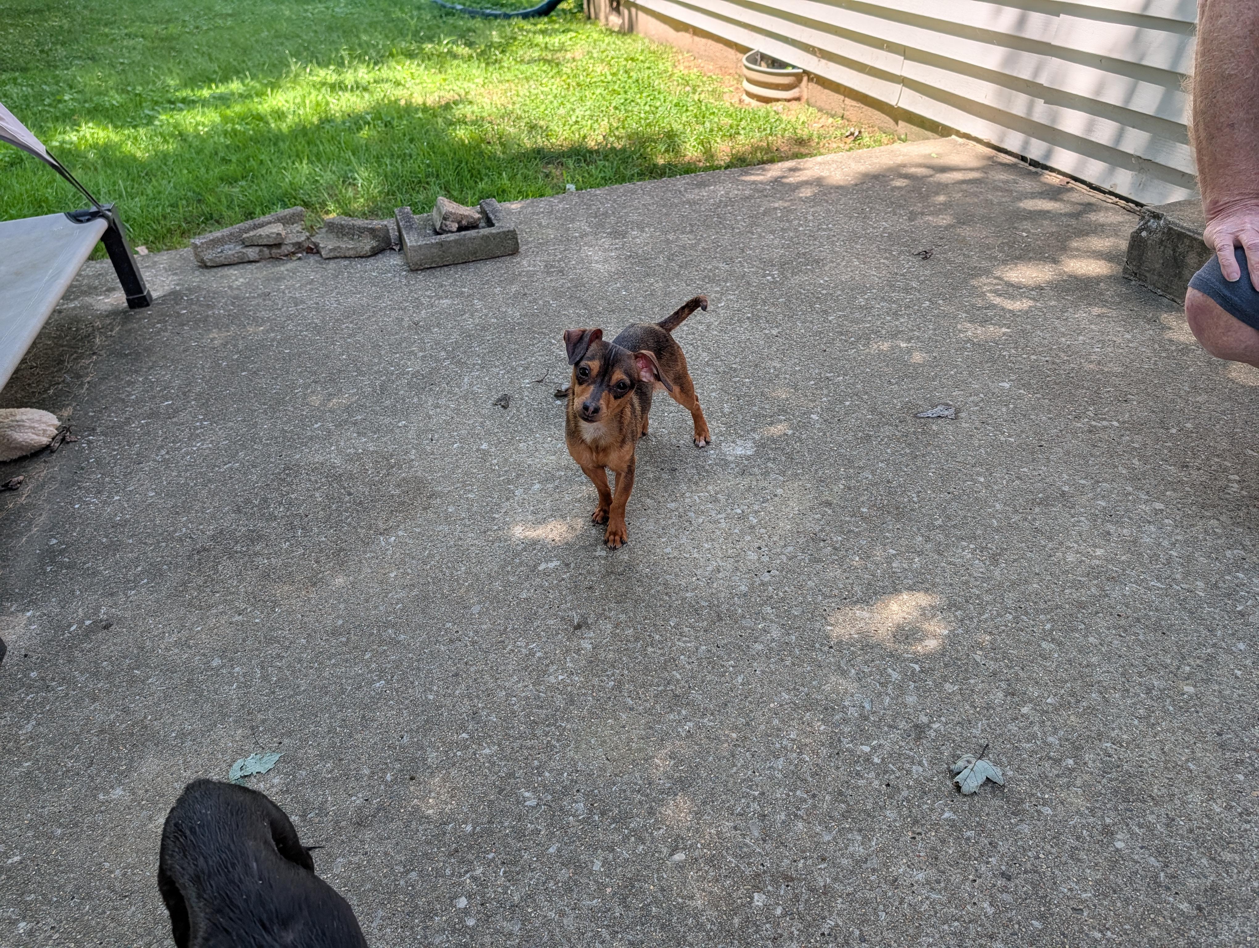 Penny, a Adopted Chihuahua in Richmond, KY image 2/5