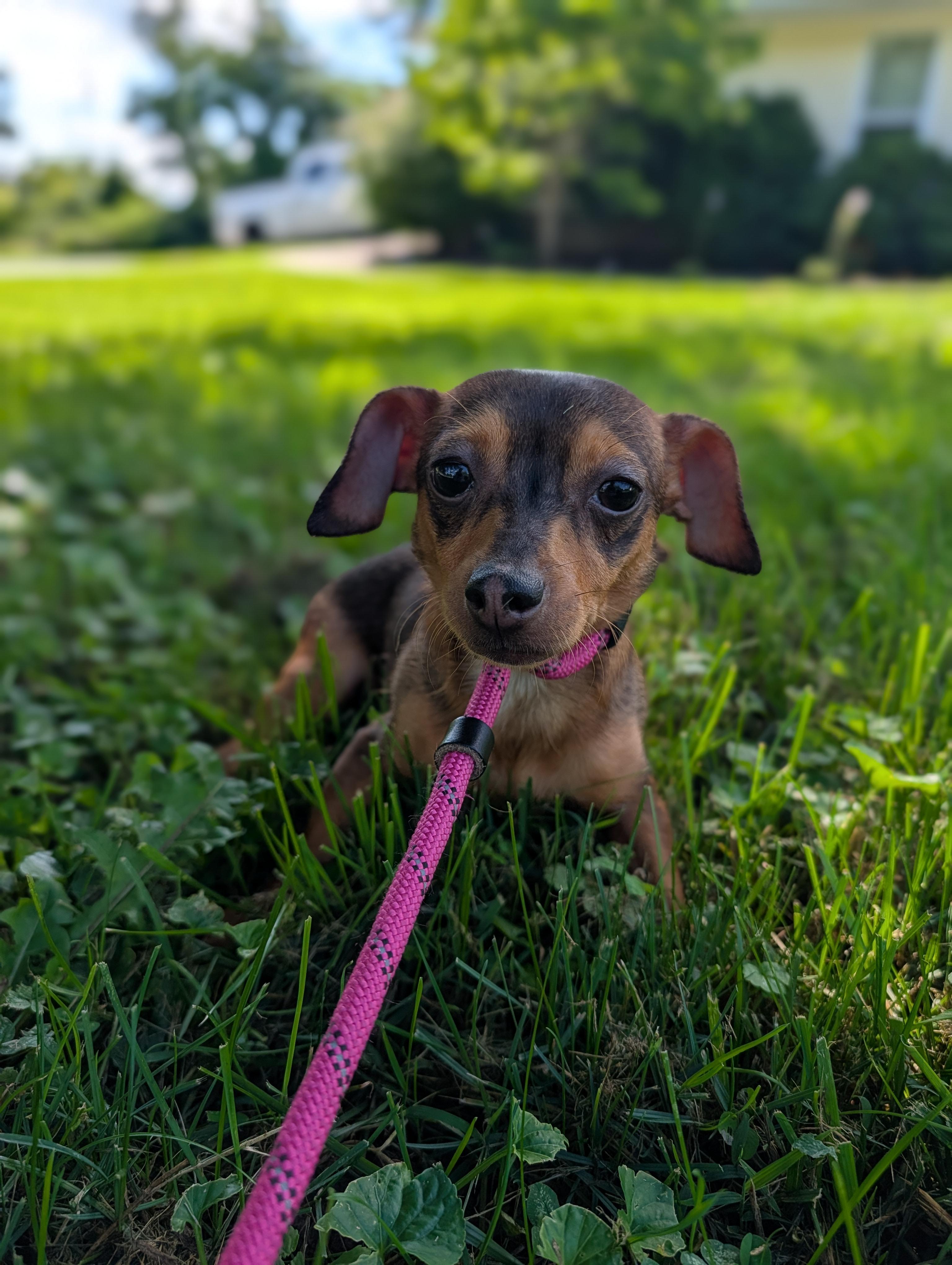 Penny, a Adopted Chihuahua in Richmond, KY image 3/5