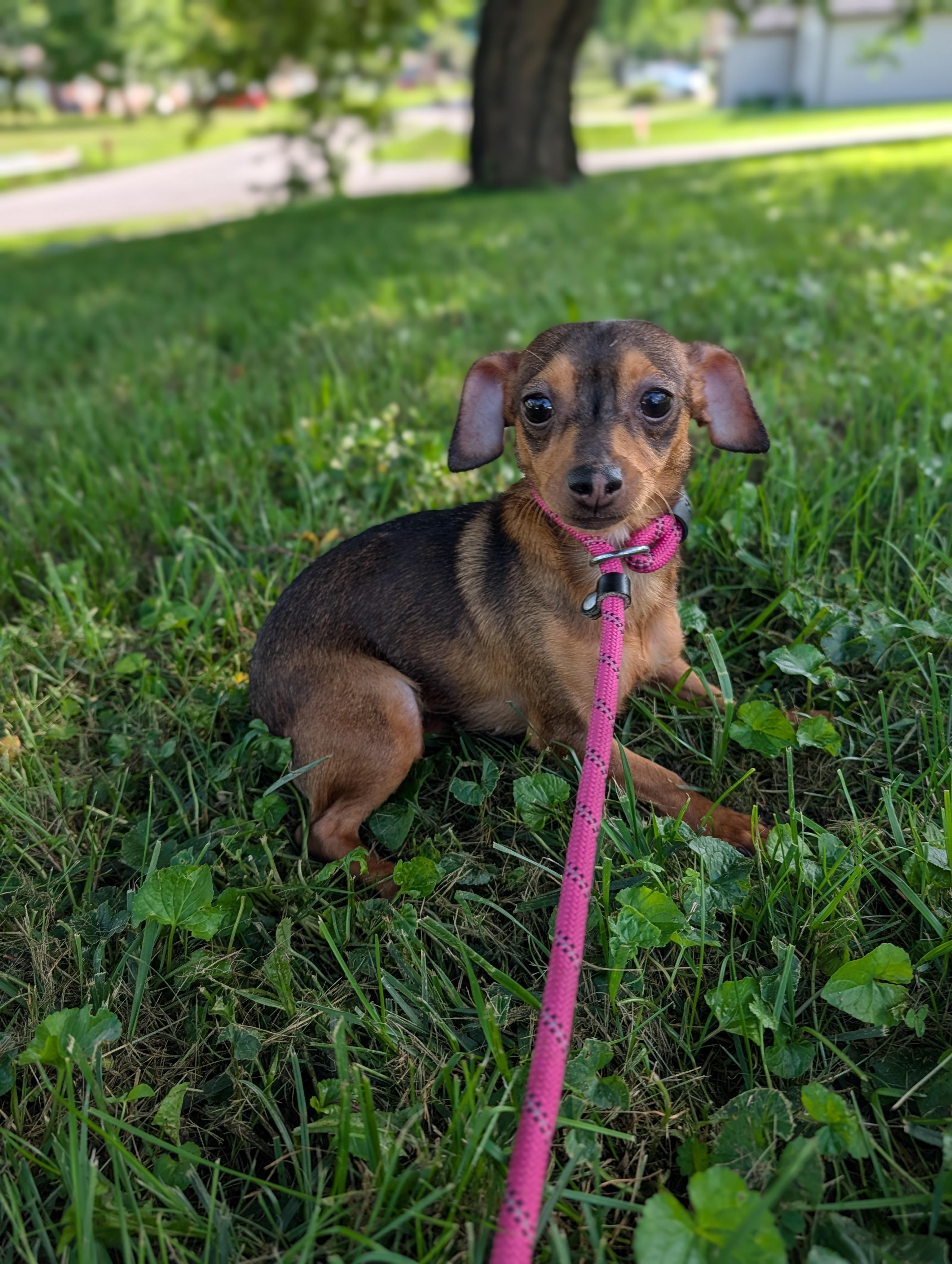 Penny, a Adopted Chihuahua in Richmond, KY image 4/5