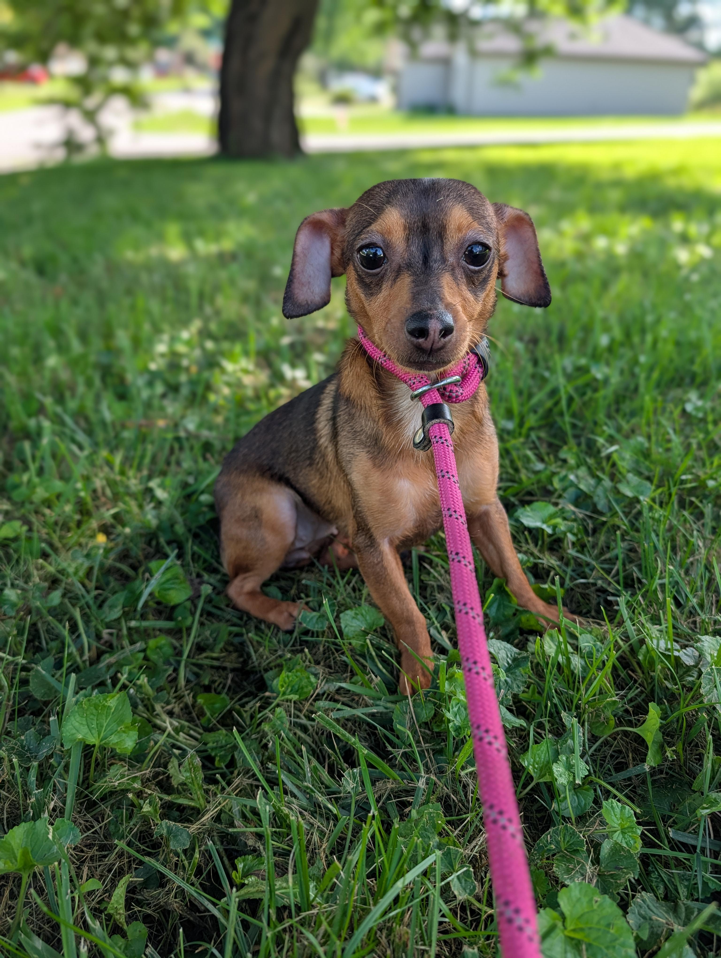 Penny, a Adopted Chihuahua in Richmond, KY image 5/5