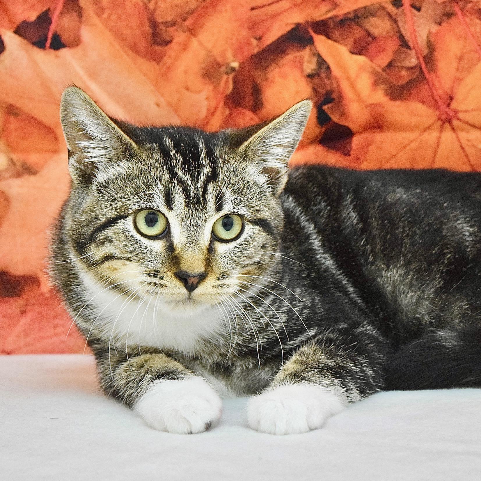 Warren, Adoptable, Kitten Male Domestic Short Hair.