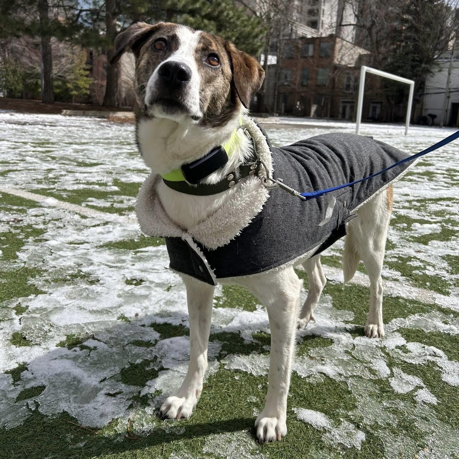 Enlarge Madison, a ADOPTABLE mixed breed in London, ON image 1/6