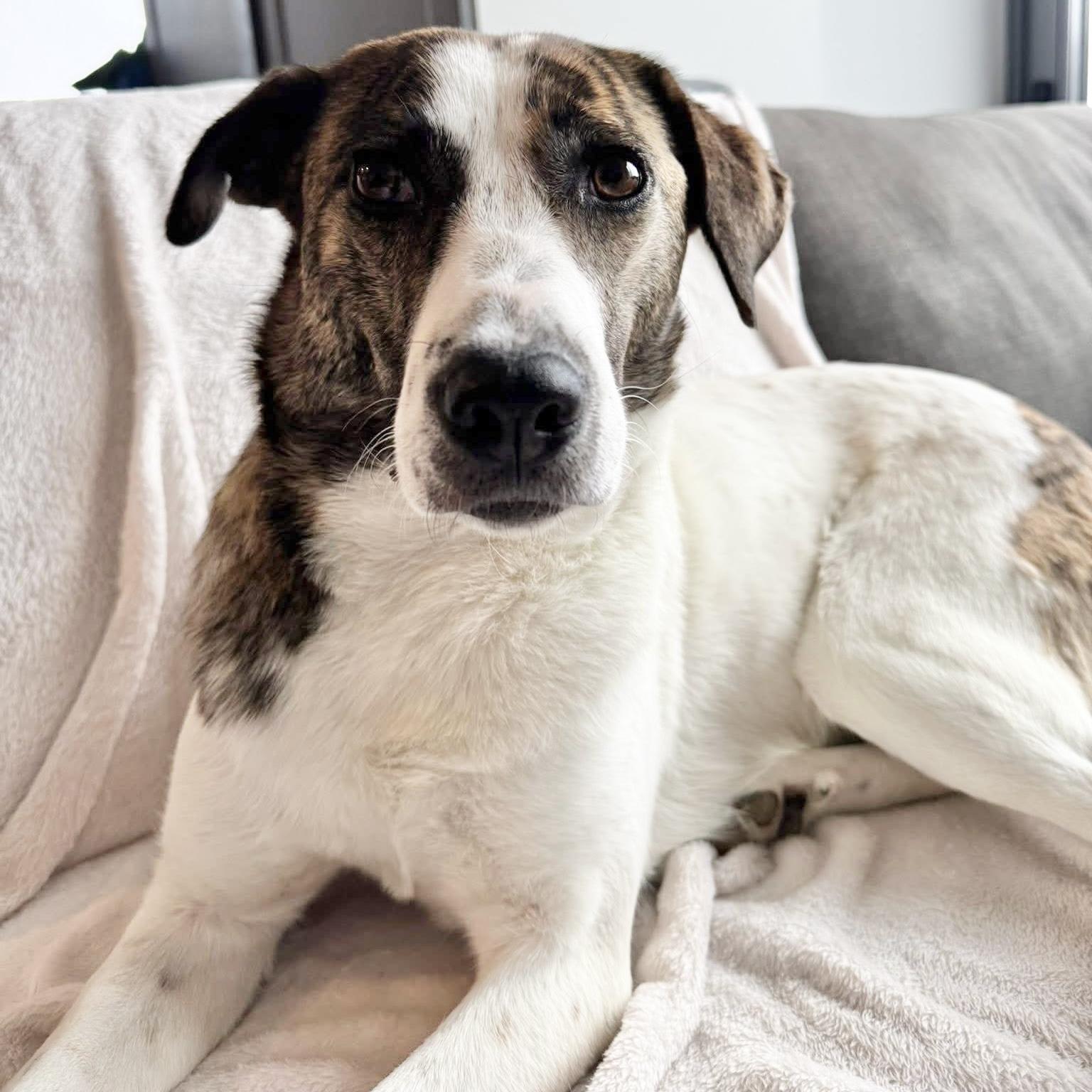 Enlarge Madison, a ADOPTABLE mixed breed in London, ON image 2/6