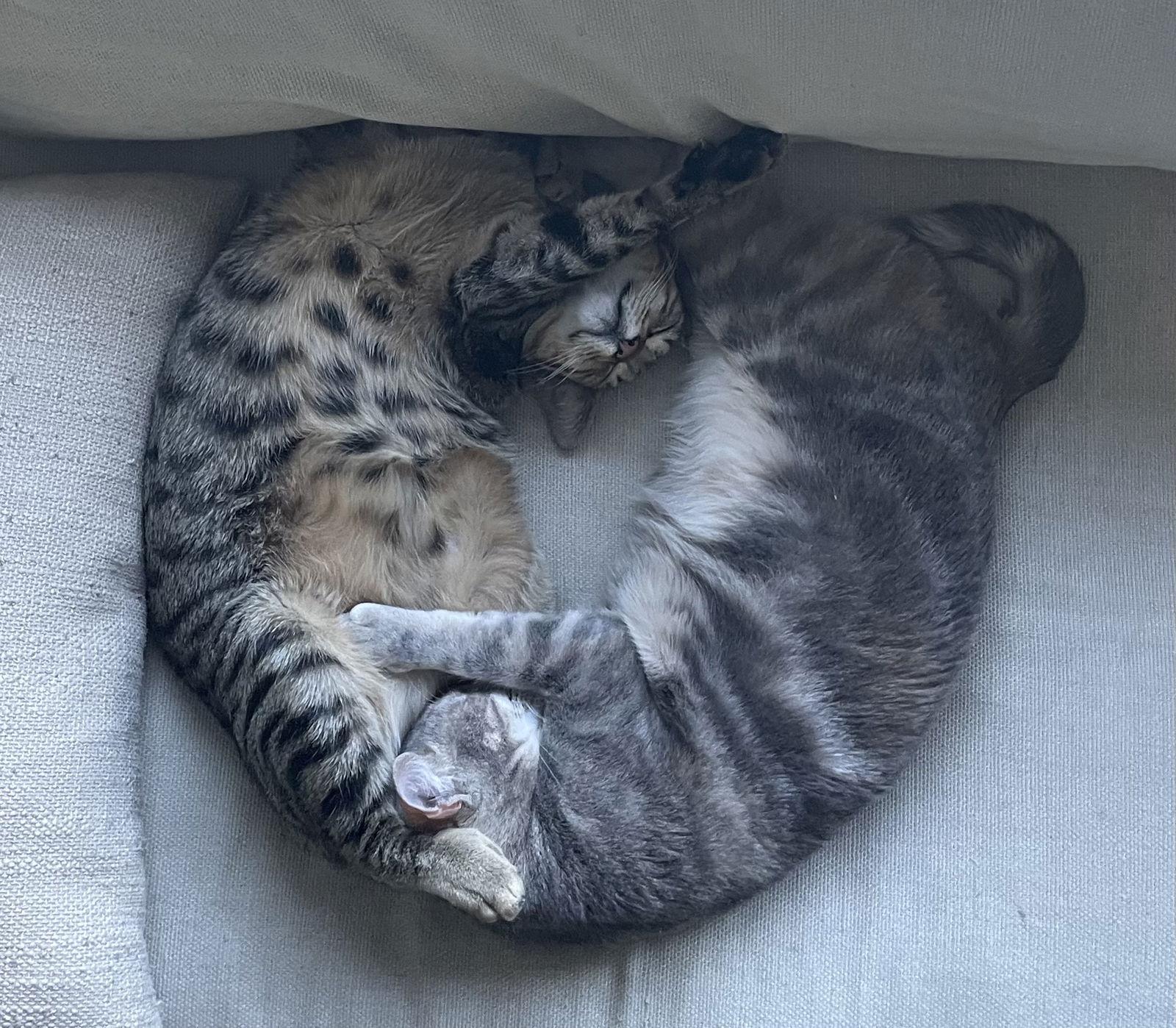 Rebel (and Tiny), Adoptable, Young Male Domestic Short Hair & Tiger.