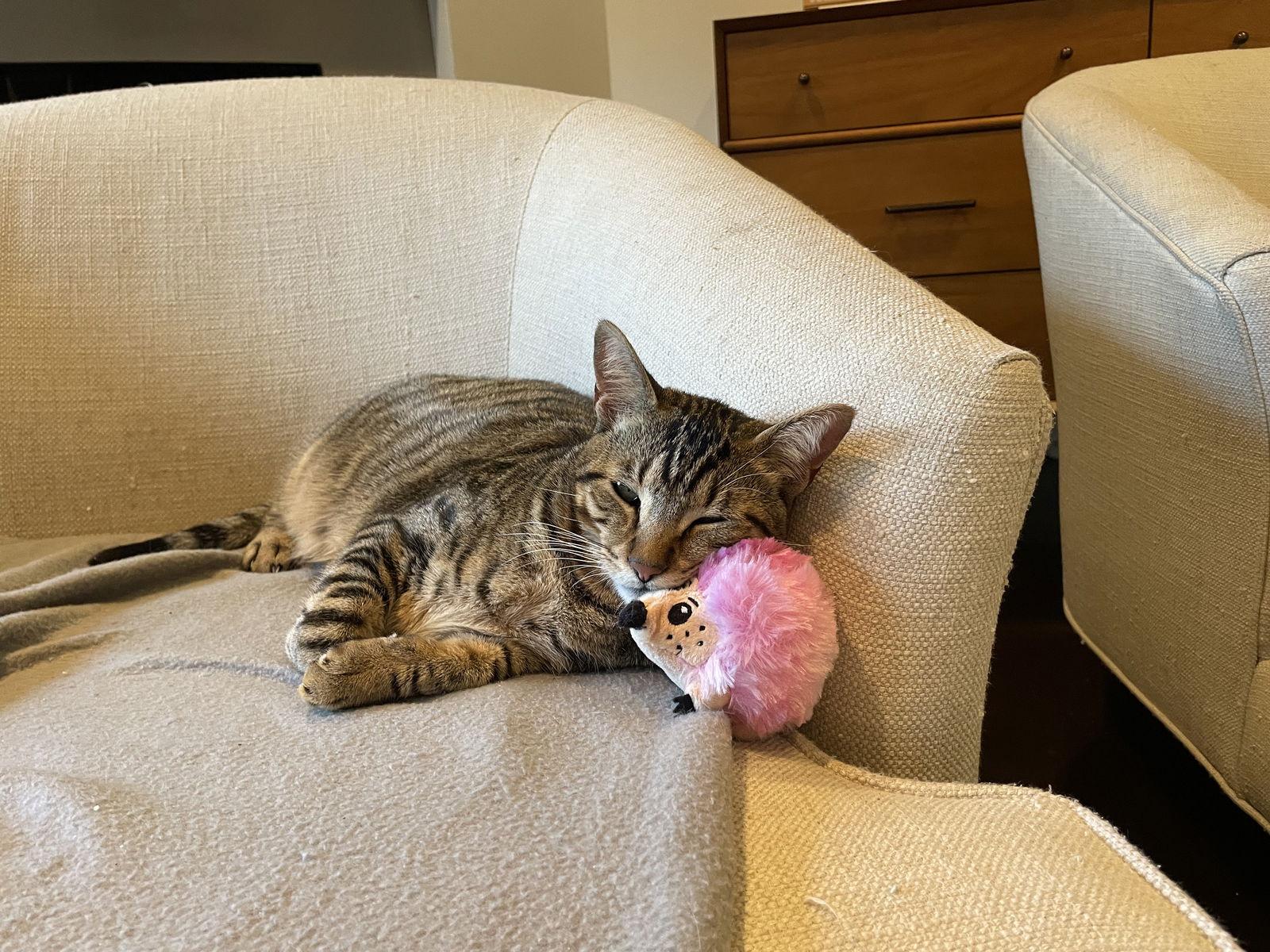 Enlarge Rebel (and Tiny), a Adoptable mixed breed in Los Angeles, CA image 2/3