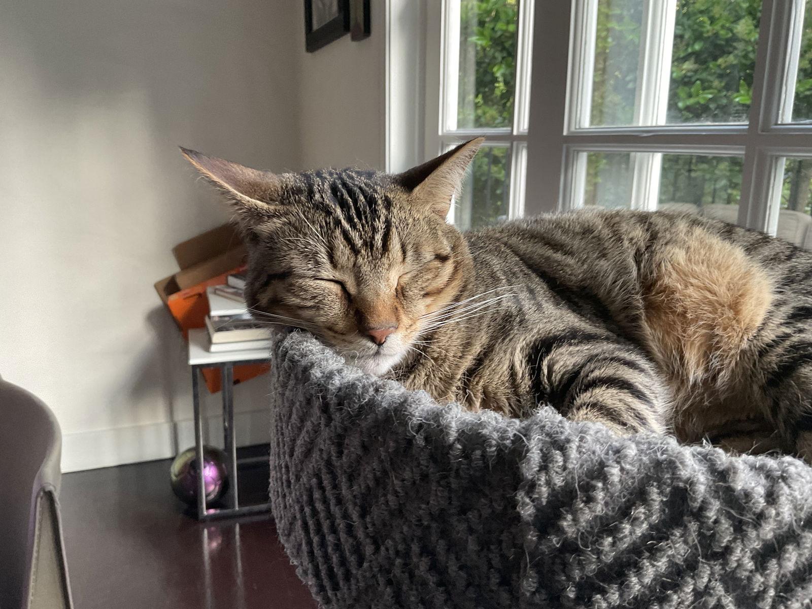 Enlarge Rebel (and Tiny), a Adoptable mixed breed in Los Angeles, CA image 3/3