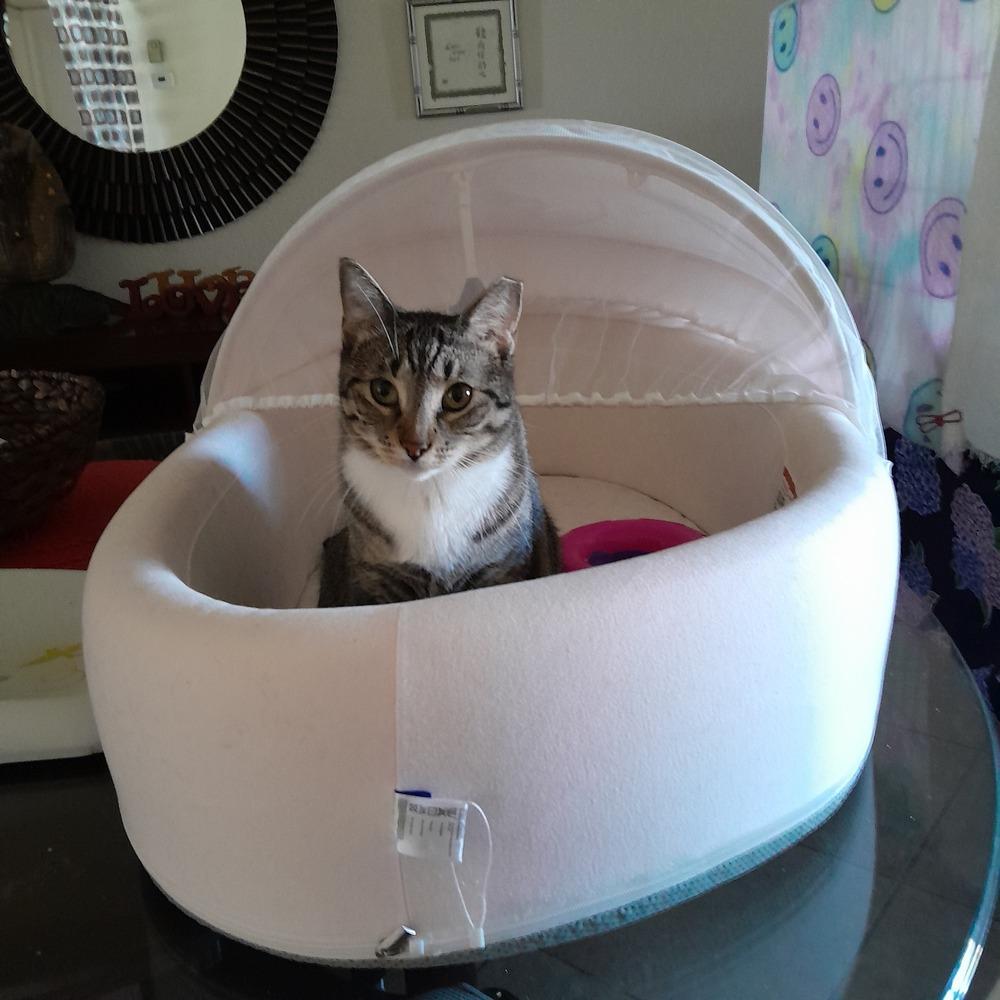 June, Adoptable, Adult Female Domestic Short Hair.