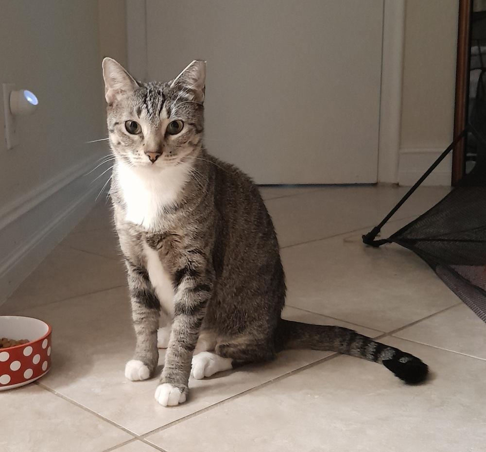 Enlarge June, a Adoptable Domestic Short Hair in Hudson, NH image 2/3