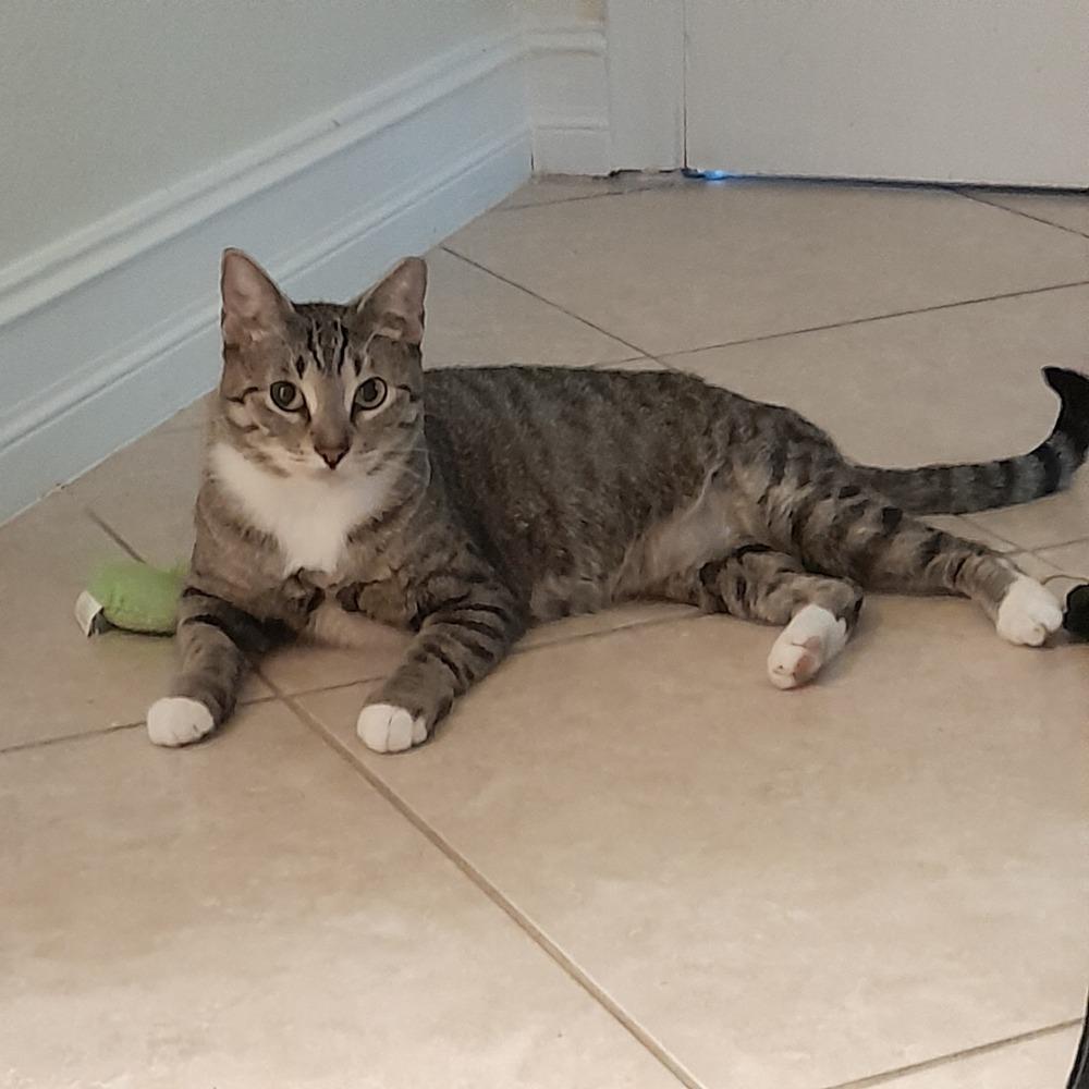 Enlarge June, a Adoptable Domestic Short Hair in Hudson, NH image 3/3